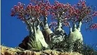 INSULA SOCOTRA, UN PARADIS PIERDUT IN TIMP