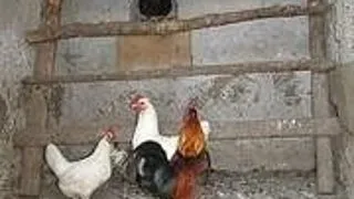 BANCURI CU ANIMALE