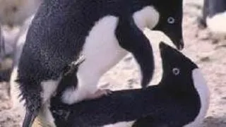 SEX BIZAR LA ANIMALE PARTEA I - PROMISCUITATE, MASTURBARE, HOMOSEXUALITATE