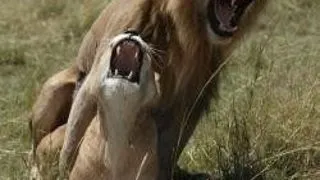 SEX BIZAR LA ANIMALE PARTEA AIIA - TRANSSEXUALISM, NECROFILIE, BONDAGE, BESTIALITATE