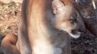 PUMA (PUMA CONCOLOR SAU FELIS CONCOLOR)