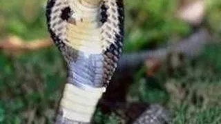 REGELE SERPILOR, UCIS DE O COBRA