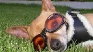 DOGGLES