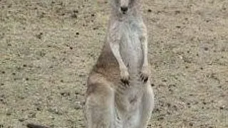 BURSE DE STUDIU IN AUSTRALIA