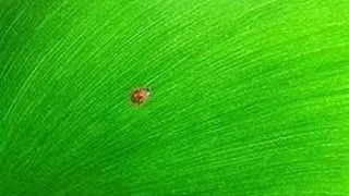 3 MODURI DE A-TI ECOLOGIZA VIATA