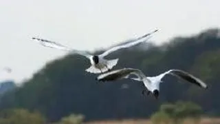 IUBIREA DA ARIPI