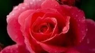 REVISTA FLORIST ONLY REINVENTEAZA COMERTUL PE TIMP DE CRIZA