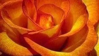 VERSURI: LYNN ANDERSON - ROSE GARDEN