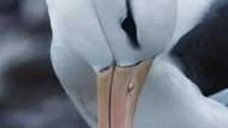 ORIGINILE PASARILOR