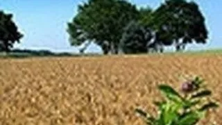 ADMITERE UNIVERSITATEA AGRONOMICA 'ION IONESCU DE LA BRAD' DIN IASI - INSCRIERE SI ADMITERE
