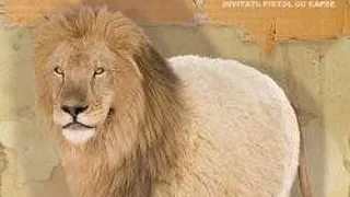 E.M.I.L. DA SAMBATA ASTA PETRECEREA VERII
