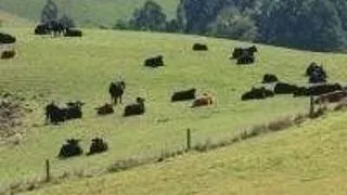 ADMITERE MASTER 2009 - MASTERAT NUTRITIE SI BAZA FURAJERA, FACULTATEA DE ZOOTEHNIE SI BIOTEHNOLOGII, UNIVERSITATEA DE STIINTE AGRICOLE SI MEDICINA VETERINARA A BANATULUI, TIMISOARA