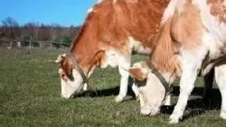 ADMITERE MASTER 2009 - MASTERAT PROIECTARE SI EVALUARE TEHNICO-ECONOMICA A PRODUCTIILOR ANIMALIERE, FACULTATEA DE ZOOTEHNIE SI BIOTEHNOLOGII, UNIVERSITATEA DE STIINTE AGRICOLE SI MEDICINA VETERINARA A BANATULUI, TIMISOARA