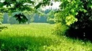 PROIECTUL DE MEDIU OFENSIVA VERDE CONTINUA LA GALATI