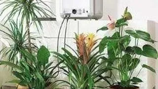 PLANTELE DE APARTAMENT CURATA AERUL