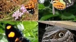 DEZVALUIREA TRECUTULUI FLUTURILOR