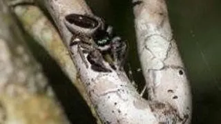 BAGHEERA KIPLINGI - PRIMUL PAIANJEN OMNIVOR CARE REFUZA SA MANANCE INSECTE