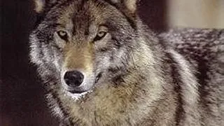 LUPII DIN YELLOWSTONE VANEAZA CU CAP