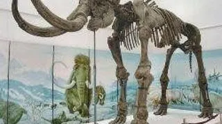 MAMMUTHUS SUNGARI - CEL MAI MARE ELEFANT CARE A EXISTAT