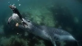 FOCA LEOPARD ESTE UN PRADATOR  FEROCE