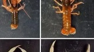 OCEANELE CU NIVELE RIDICATE DE ACID AR PUTEA FI O BINEFACERE PENTRU VIETUITOARELE MARINE