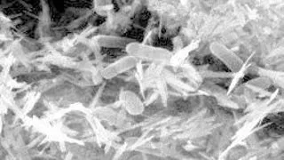 BACTERIA POATE TRANSFORMA MINERALELE IN ELECTRICITATE