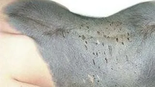 FETITA DE SASE ANI CARE A BAGAT IN CEATA MEDICII CHINEZI