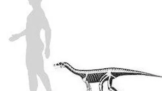 DINOZAURUL ASILISAURUS AR FI FOST UN BUN ANIMAL DE COMPANIE