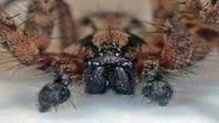 Lupta bizara dintre specii