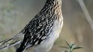 ANIMALE - SIMBOL