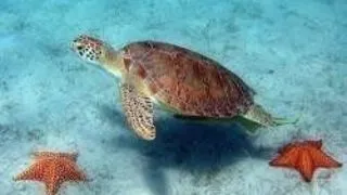 REPTILE UIMITOARE