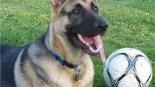 RECRUTII CANINI (I)