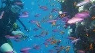 Cursuri de scufundare in sistem PADI