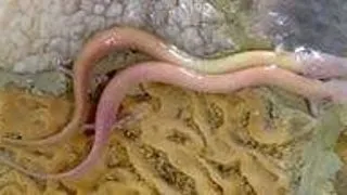 Salamandra de grota: Un amfibian mic, cu o viata lunga