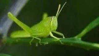 Lacustele se comporta ca niste magneti