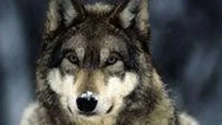 Misterele din spatele evolutiei canine - dezvaluite!