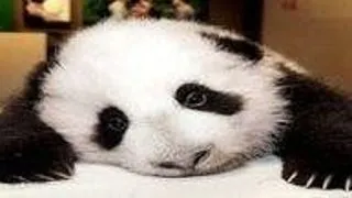 Top 10 Cei mai frumosi pui de animale salbatice