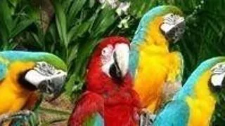 Paduchi colorati la pasarile cu pene colorate