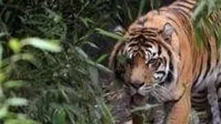 Top 5 animale pe cale de disparitie
