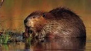 Exista animale monogame?