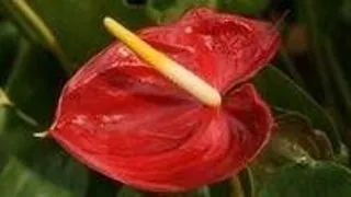 Top 5 plante otravitoare