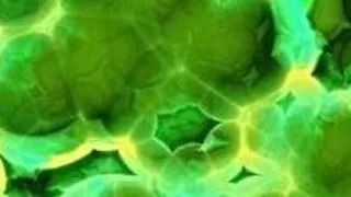 Am putea trai fara bacterii?