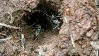 Musuroaiele de termite determina productivitatea ecosistemului
