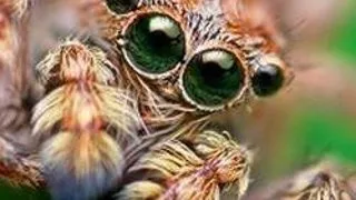 10 animale dezgustatoare pe care oamenii le mananca