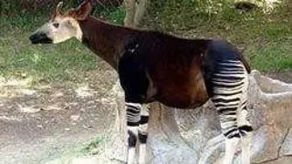 Top 5 animale candva mitice