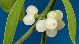 Sarut de Craciun: A fost descoperita o noua specie de vasc