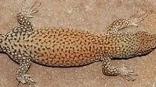 Top 6 animale cu colorit ciudat