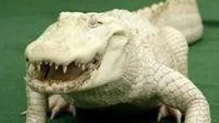 Top 6 animale albinoase fascinante