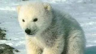 Disparitia ghetii din zona artica pune in pericol populatia de ursi polari