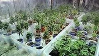 Consumul de marijuana determina disfunctii sexuale la barbati